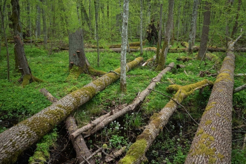 Frederic-Demeuse-WALD Photography